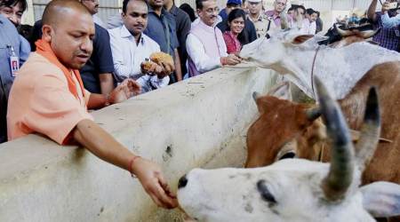 yogi adityanath, gau raksha, protection of cows, rss, bjp, service of cows, india news, latest news