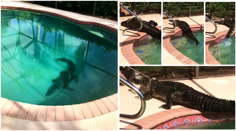 Watch Gigantic Alligator Dragged Off From A Private Swimming Pool