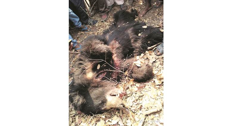 bear, bear kills, Maharashtra Chandrapur, Bramhapuri forest, Talodhi range, latest news, latest india news, indian express