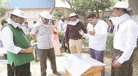 Delhi, Tihar Jail, Inmates beekeeping, beekeeping tihar jail, delhi news, Indian Express