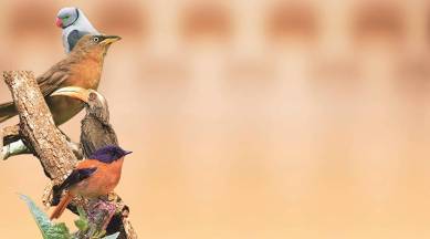 western ghats, endangered birds, rare birds india, western ghat birds, bird watching western ghats, science news, environment news, indian express