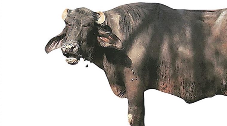 The journey of a 400 kg buffalo | India News,The Indian Express