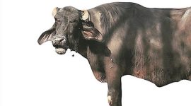 buffalo, buffalo meat, cow slaughter ban, meat ban, illegal abattoir, illegal/unlicenced slaughterhouses, uttar pradesh, yogi adityanath, modi, bjp, cow slaughter, beef ban, india news, indian express