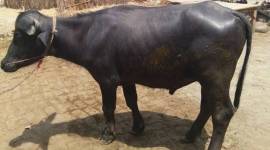 Rajasthan Bill to exclude buffalo from bovine Act before MHA
