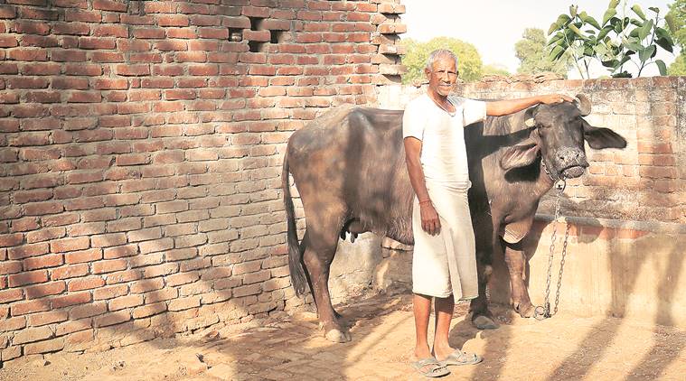 buffalo, buffalo meat, cow slaughter ban, meat ban, illegal abattoir, illegal/unlicenced slaughterhouses, uttar pradesh, yogi adityanath, modi, bjp, cow slaughter, beef ban, india news, indian express