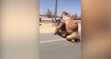 WATCH: Two camels mating in the middle of the road bring transport to a  halt | Trending News,The Indian Express