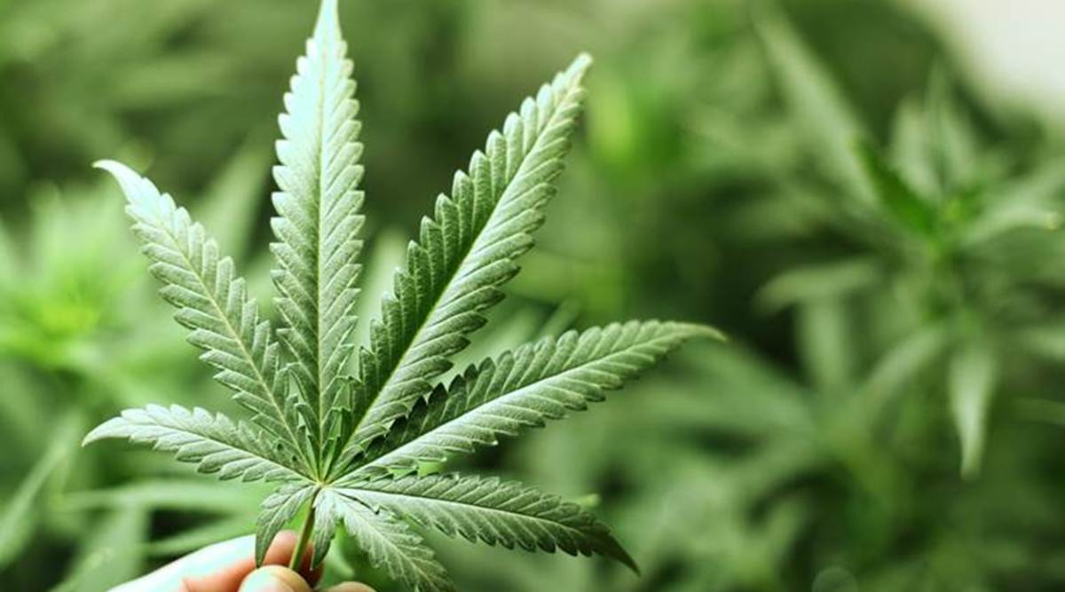 DRI seizes cannabis worth over Rs 3 crore in Chhattisgarh; five held
