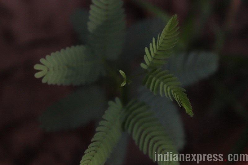 Canon EOS 800D review, Canon EOS 800D camera, Canon camera, Canon EOS 800D features, Canon 800D smart camera, Canon 800D price, Canon 800 specs, Canon 800D features, camera reviews