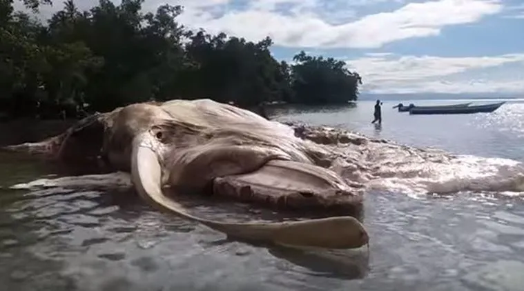 Giant sea MONSTER carcass washes up on beach stunning divers - Daily Star
