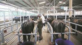 cattle 759 leather exports, cattle slaughter, india leather export, cattle slaughter, india abattoirs crackdown, india leather tannery, news, economy, jobs,