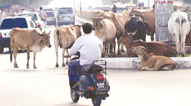 New India, Narendra Modi, Gau Rakshaks, cow protectors, Yogi Adityanath, Pehul Khan, Imteyaz Khan, Mohammad Akhlaq, Indian Express, Express columns