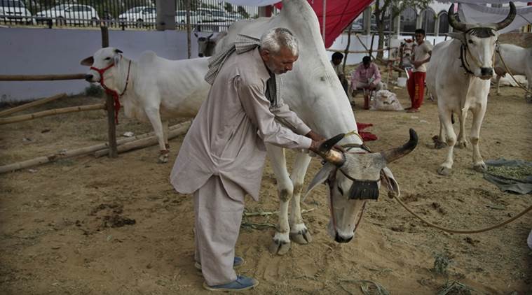 cattle trade, cow trade, cow slaughter, cow slaughterhouses. dairy industry, Punjab dairy industry, indian express news 