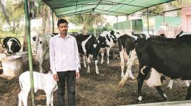 Milk price, Milk price hike, milk rate hike, maharashtra dairy, maharashtra milk price, fadnavis, indian express news, india news, explained