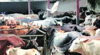Dalit family assaulted for skinning cow, India news, dalit family assaulted for Skinning cow, Crime news, National news, latest news, Gujarat news, Cirme against dalits,