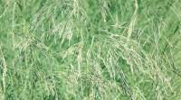 Teff, lovegrass, what is teff, lovegrass benefits, love grass benefits, teff in india, indian express news