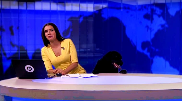 dog on live tv, dog interrupts live news, news anchor black dog, dog crashes live news on tv, dog live news, black labrador news live, viral videos dog, indian express, indian express news
