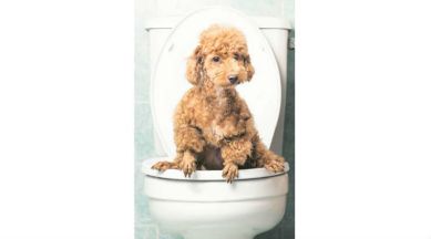 defecation, mammal defecation, mammal defecation time, Ig Nobel prize, 2015 Ig Nobel prize, NASA Poop Challenge, latest news, indian express