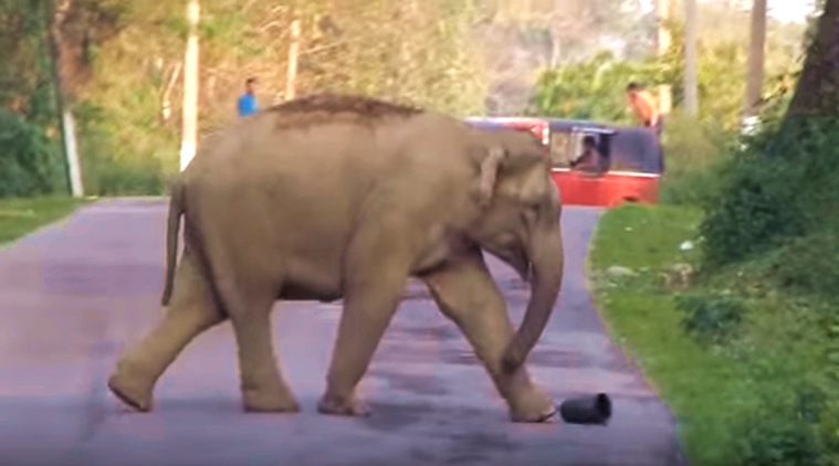 elephant, elephant viral video, elephant playing football, football match of an elephant, viral video in assam, trending video, latest video, indian express, indian express news