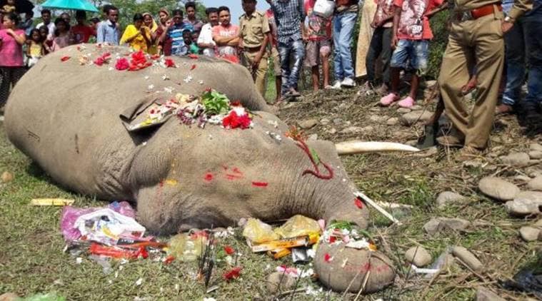 Elephant killed after being run over by train near Bagdogra | India