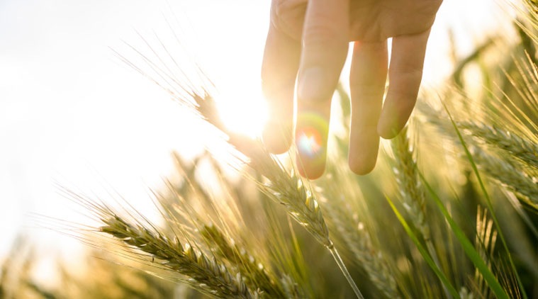 ICMR, GM crops, MS Swaminathan, House panel, GM food, safe, Indian express news, India news, Latest news,