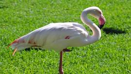 1.21 lakh flamingos inhabited city in Jan: study