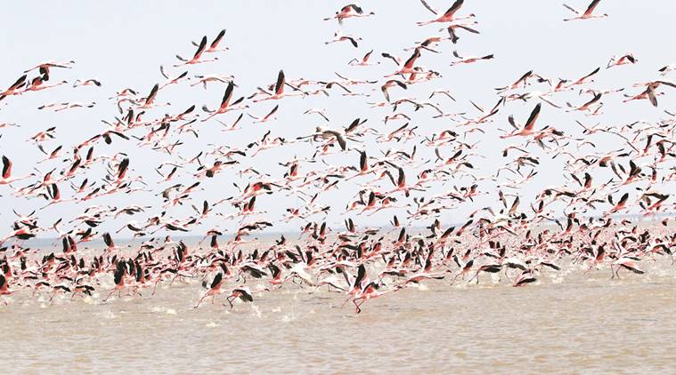 gujarat flamingos electrocuted, lesser flamingos, flamingos electrocuted in bhavnagar, flamingos electrocuted, gujarat birds electrocuted