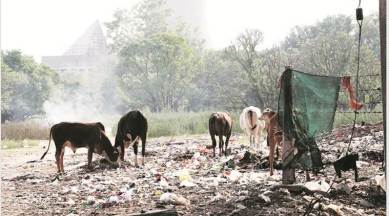Collect garbage and win mobile, Uttrakhand news, garbage collection in Utrakhand, India news, National news, latest news