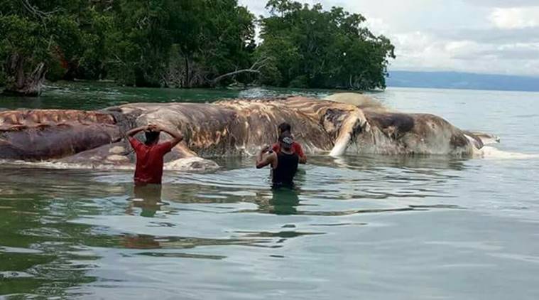 VIDEO: Carcass of mysterious creature discovered on Indonesia beach | World  News,The Indian Express