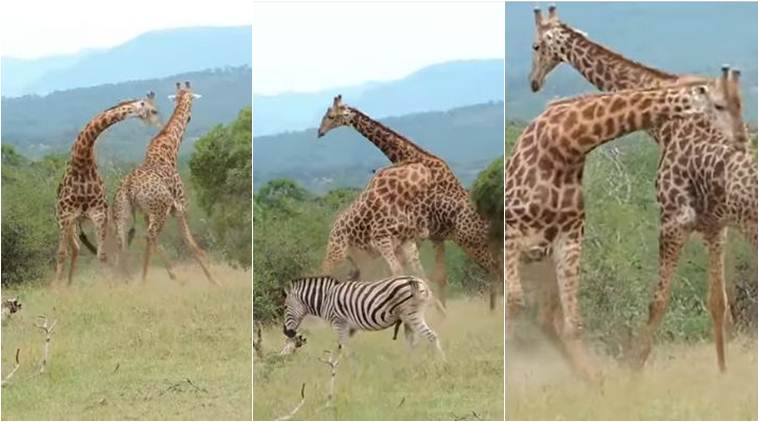 how do giraffes mate