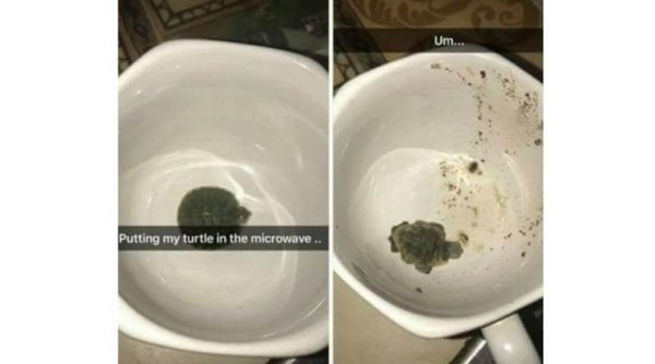 girl microwaves pet turtle, boston teen microwaves pet turtle, Jonasia Simpson, indian express, indian express news