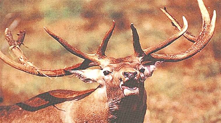 vanishing-kashmir-stag-set-to-get-breeding-centre-india-news-the