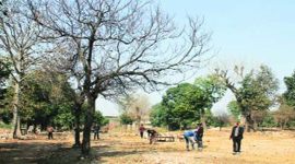 land auction 759 Dalit, Sangrur administration, land auctions for Dalits, Punjab Dalits, indian express news