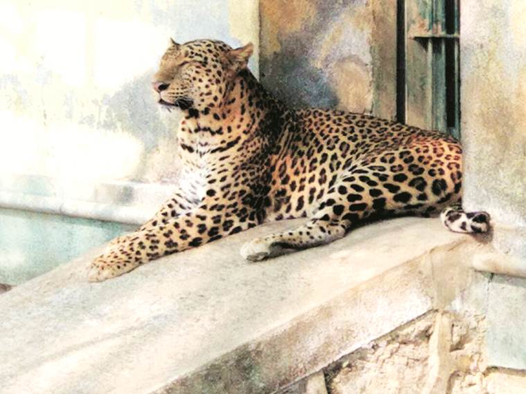 Leopard Dies Of Old Age At Sanjay Gandhi National Park India Newsthe