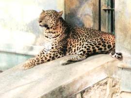 CZA Annual Inventory: SGNP lost seven leopards in 2017-18 fiscal