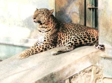 India's leopard count jumps 63% in just 4 years