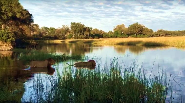 WATCH: Alligator attacks two lions; you’ll be shocked to see who wins ...