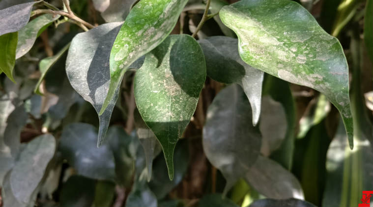 OnePlus 5, OnePlus 5 camera samples leak, OnePlus 5 photo samples leaked, OnePlus 5 leaks, OnePlus 5 India release date, OnePlus 5 specifications, OnePlus 5 launch, technology, technology news 