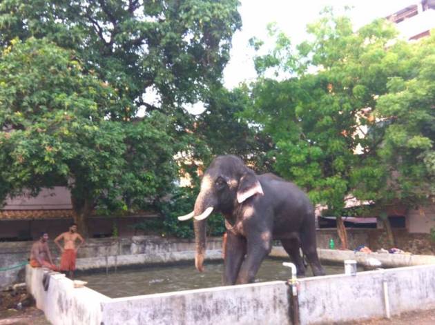 thrissur pooram, thrissur pooram today, thrissur pooram video, thrissur pooram photos, thrissur pooram live, kerala thrissur pooram, elanjithara melam, panchavadyam, paramekkavu, thiruvambady