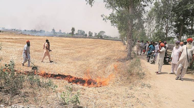 stubble burning, punjab crop burning, crop stubble burnt, mansa district punjab, punjab farmers burn stubble, agriculture punjab, punjab news, indian express