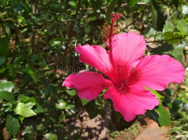 Xiaomi, Xiaomi Redmi 4, Redmi 4 review, Redmi 4 price, Redmi 4 Price in India, Redmi 4 specs, Redmi 4 features, mobiles, smartphones, Redmi 4 vs Redmi 4A