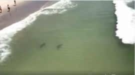viral video, Myrtle Beach Getaway, latest viral video, life in danger, danger beach life, sharks on the beach, south Carolina, North Carolina, Viral video on facebook, trending video on facebook, global trending video, indian express, indian express news
