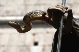 A snake covers a wooden statue of Saint Domenico during a procession in Cocullo no alt set