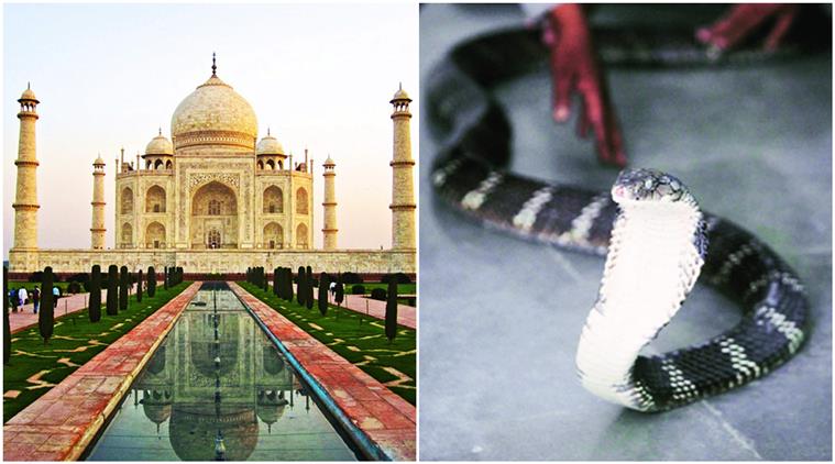 thirsty snake, thirsty snake at taj mahal, taj mahal, taj mahal snake, taj mahal snake panic, snake creates panic in taj mahal, viral, trending, indian express, indian express news