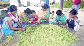 e-NAM launch, APMC Solan, Agriculture Produce Market Committee, Solan Deputy Commissioner Rakesh Kanwar, Indian Express, India news