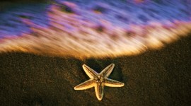 star fish759 fish, starfish, starfish in the water, starfish in the sea, sea and starfish, baby starfish, babies of starfish, environment and greenery, marine life, aquatic animals, lifestyle, indian express, indian express news