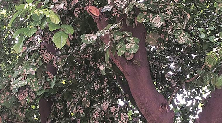 Trees, Pune Trees, Pune News, Indian Express, Indian Express News