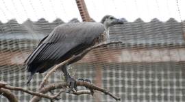 Bir Shikargah Wildlife Sanctuary, Wildlife Sanctuary Pinjore, Haryana, Pinjore, Prakash Javadekar, Jatayu Conservation Breeding Centre, Jatayu, vulture, vulture conservation, wildlife conservation, latest news, latest india news, indian express