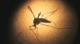 Mumbai dengue infection, Mumbai health news, Maharashtra news, India news, National news, Latest news, India news