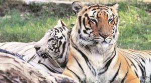 Maharashtra: Two more tigers found dead