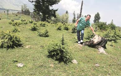 kashmir, kashmir man, kashmir valley, kashmir valley trees,Abdul Hamid Bhat,batamaloo man,